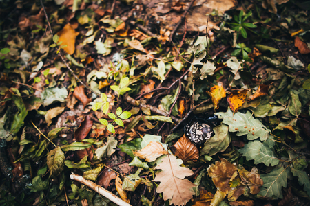 colorful autumn background.の写真素材