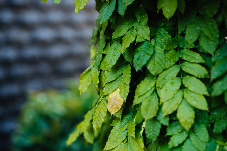 Green leaf with water dropの写真素材