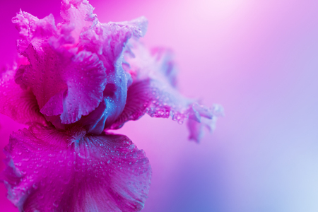 Vivid neon colored iris flower budの写真素材