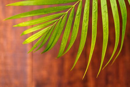 Palm leaf on a old wooden boards. Wooden background with copy space.の写真素材