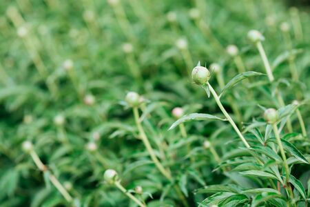 A Fire Ant crawling on a flower bud of a pink Peonyの写真素材