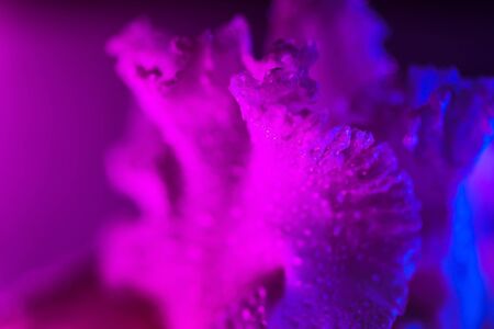 Vivid neon colored iris flower bud on multi colored background.の写真素材