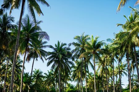 Coconut palm trees, beautiful tropical background, summer conceptの写真素材