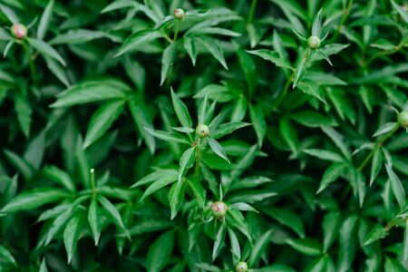 A Fire Ant crawling on a flower bud of a pink Peonyの写真素材
