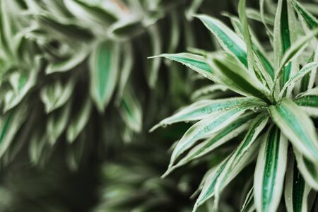 Creative tropical green leaves layout. Nature spring concept.の写真素材