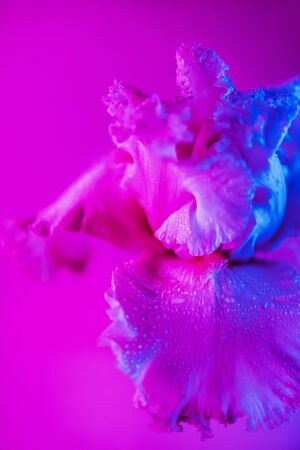 Vivid neon colored iris flower budの写真素材