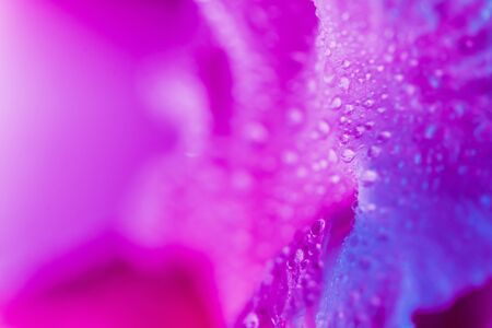 Vivid neon colored iris flower budの写真素材