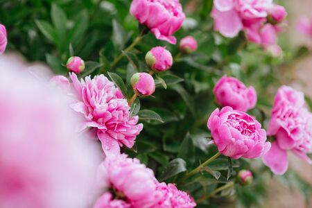 Pink peonies in the garden. Blooming pink peony.の写真素材