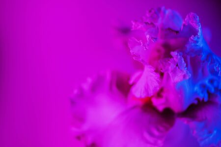 Vivid neon colored iris flower bud