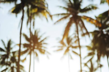 Beautiful tropical sunset with palm treesの写真素材