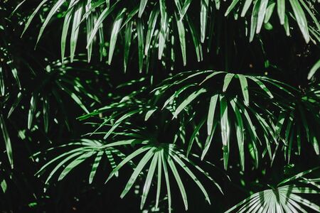 Beautiful of green tropical leavesの写真素材