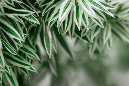 Creative nature layout made of tropical leaves and flowers.の写真素材