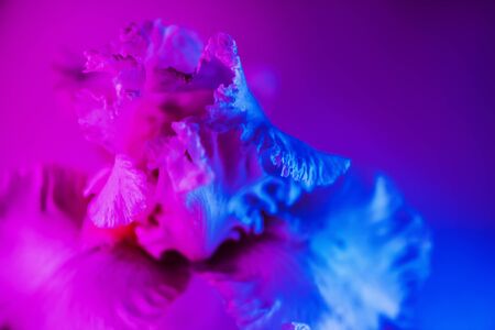 Vivid neon colored iris flower budの写真素材