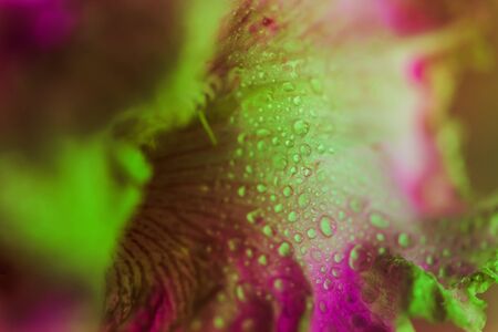 Vivid neon colored iris flower bud