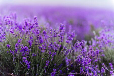 Lavender bushes closeup on sunset. Sunset gleam over purple flowers of lavender.の写真素材
