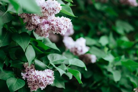 Lilac blossom in spring scene. Spring blooming lilac flowers.の写真素材