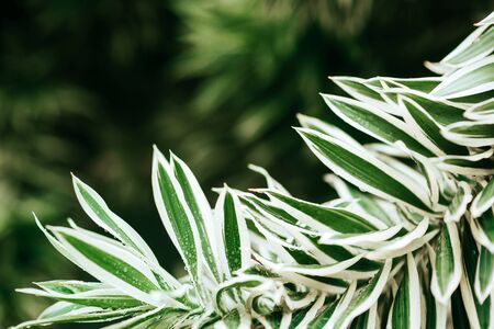 Creative tropical green leaves layout. Nature spring concept.の写真素材