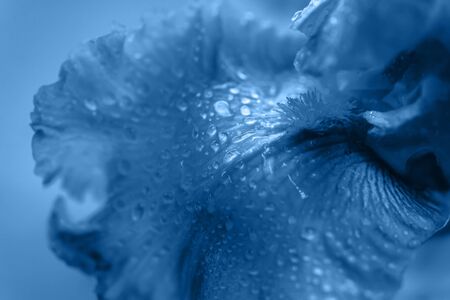 Vivid neon colored iris flower budの写真素材