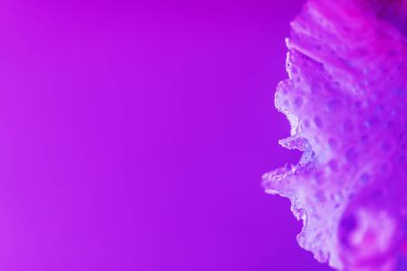 Vivid neon colored iris flower bud