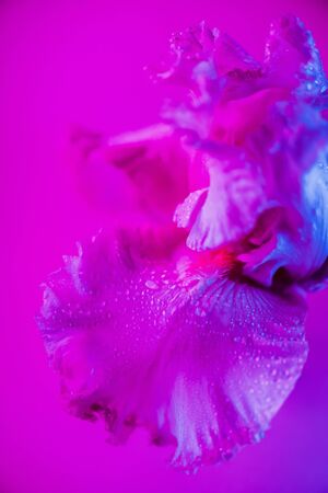 Vivid neon colored iris flower budの写真素材