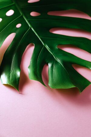 Tropical leaves Monstera on a pink background for designs. Summer Styled. High quality image.の写真素材