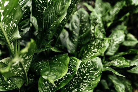 Green plant in the garden. Fresh green and white leaf background. Dieffenbachia .の写真素材