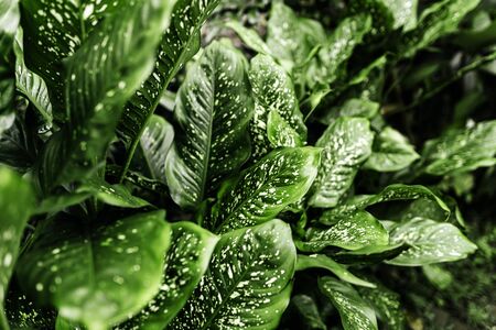 Green plant in the garden. Fresh green and white leaf background. Dieffenbachia .の写真素材