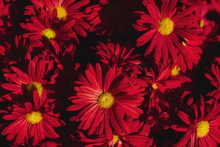 chrysanthemum flowers wallpaper background.
