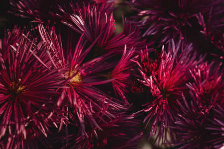 The autumn Flowers, chrysanthemum flowers wallpaper background.