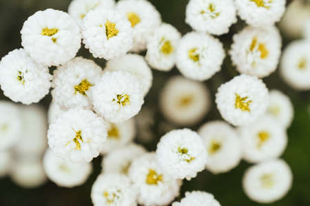 chrysanthemum flowers wallpaper background.の写真素材