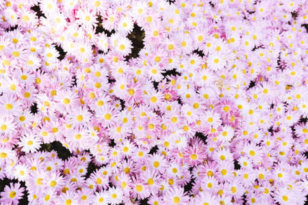 chrysanthemum flowers wallpaper background.