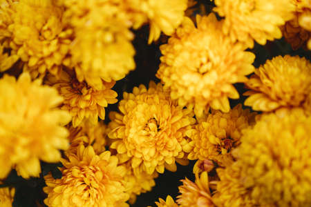 chrysanthemum flowers wallpaper background.の写真素材