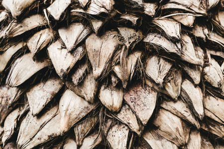 Palm tree trunk texture close up in the sun