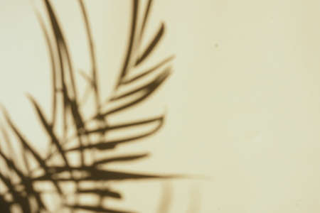 Top view of tropical leaf shadow on color background.