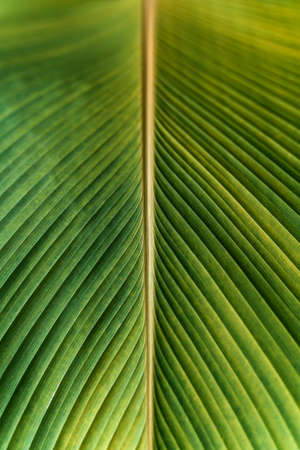 tropical banana leaf texture
