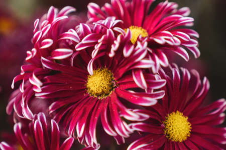 chrysanthemum flowers wallpaper background.の写真素材