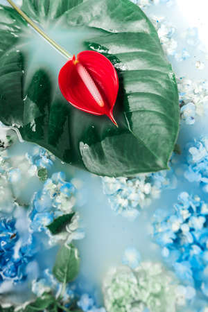 Anthurium flower and Hydrangea in the tropical bath.