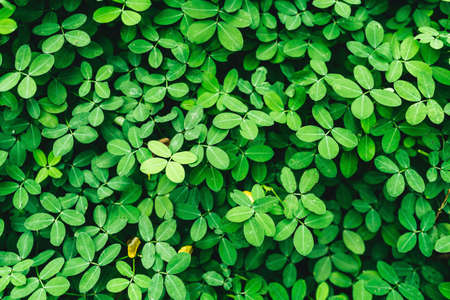 Green grass wall texture for backdropの写真素材