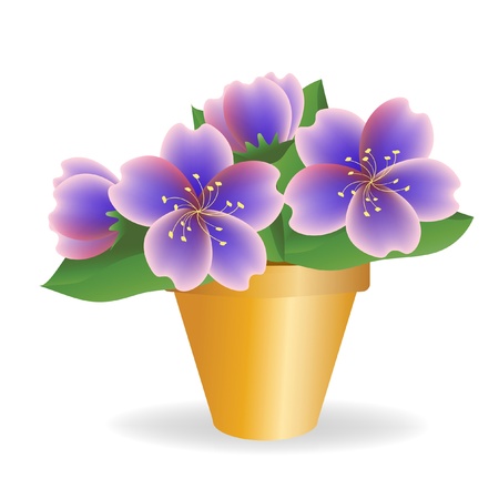 Violet. House plant. のイラスト素材