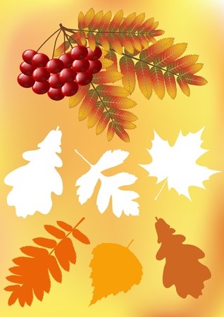 Set autumn leaves  のイラスト素材