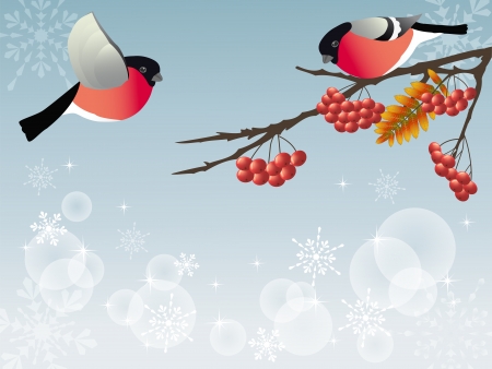 Bullfinch on the branch    のイラスト素材