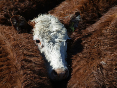 A white faced hereford against the red of the other animals        