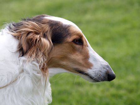 A portrait shot of a Borzois dog        の写真素材