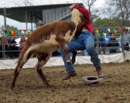 Cowboy attempting to throw a steer        の写真素材