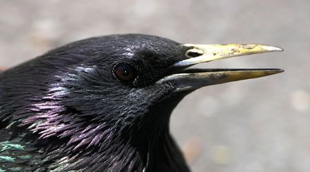 Close up of a Starling's head (Sturnus Vulgaris)        