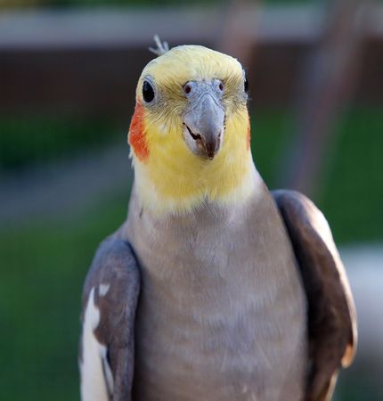 A cockatiel giving cheek to the camera     