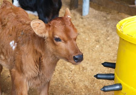 Day old calf looking at a calf feeder      の写真素材