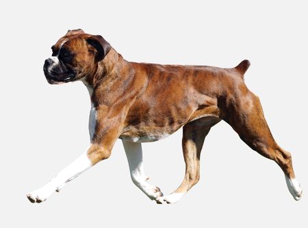 Brindle Boxer isolated with pathの写真素材