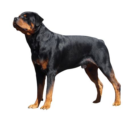 Rottweiler isolated with pathの写真素材