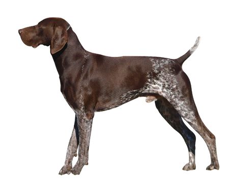 German Shorthaired Pointer German Shorthaired Pointer